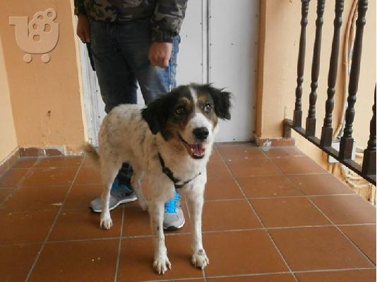 Σκυλιτσα συντροφιας χαριζεται