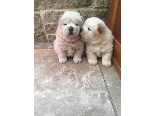 chow chow προς πώληση.