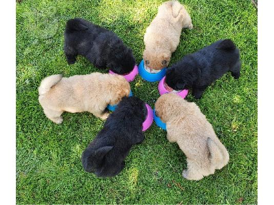 chow chow προς πώληση.