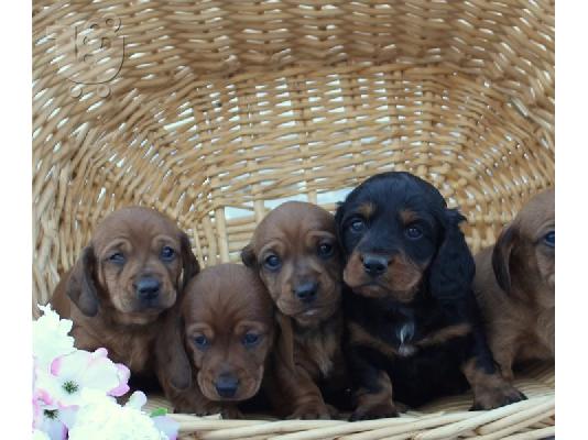 PoulaTo: Κουτάβια Dachshund
