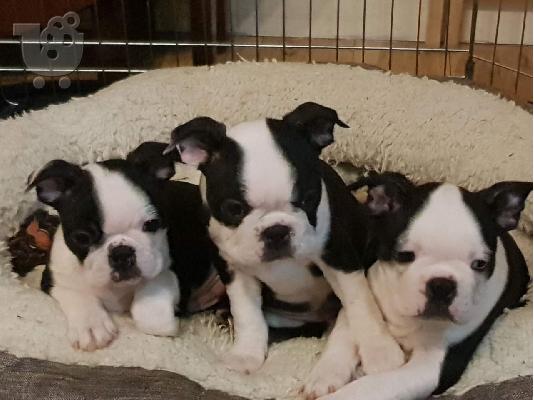 Awesome Boston Terrier κουτάβια προς πώληση