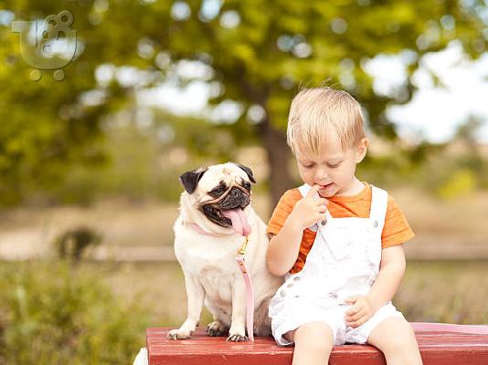 PoulaTo: Kc Pug Puppies (βορειοδυτικά)