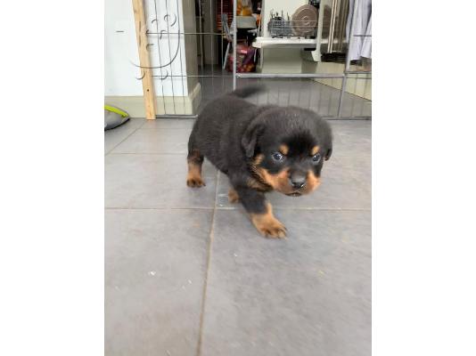 Τα κουτάβια Rottweiler είναι τώρα έτοιμα προς πώληση