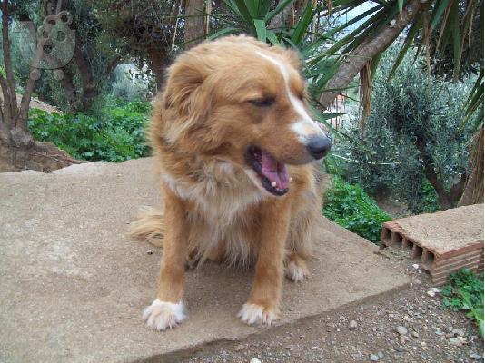 Σκυλιτσα χαριζεται