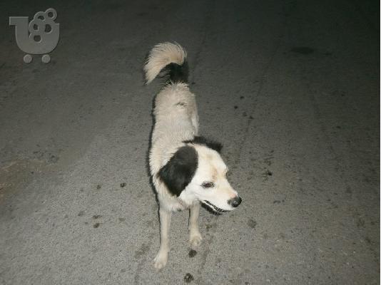 Η Μαυροματα ημιαιμη τσοπανοσκυλιτσα χαριζεται