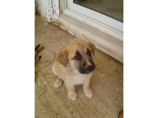 Η μικρη Πατουσα ψαχνει σπιτακι