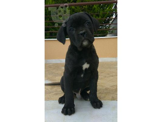 PoulaTo: ΚΟΥΤΑΒΙ CANE CORSO ΕΚΘΕΣΙΑΚΟ