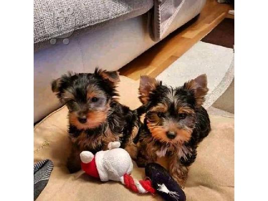 PoulaTo: Σούπερ αξιολάτρευτα κουτάβια Yorkie