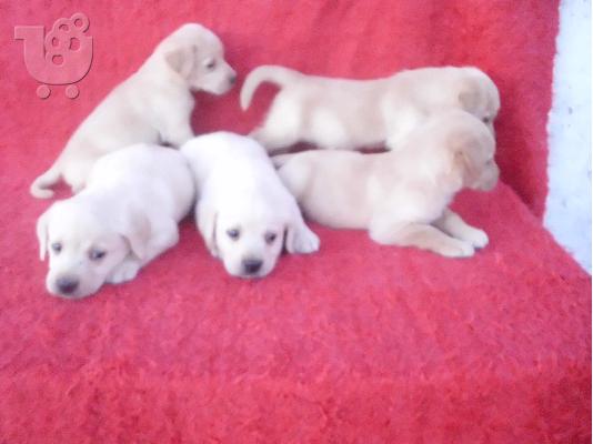 ΛΑΜΠΡΑΝΤΟΡ