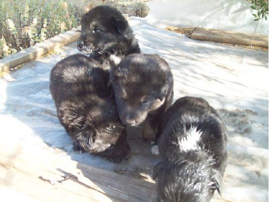 Κουταβακια 20 ημερων ψαχνουν οικογενειες