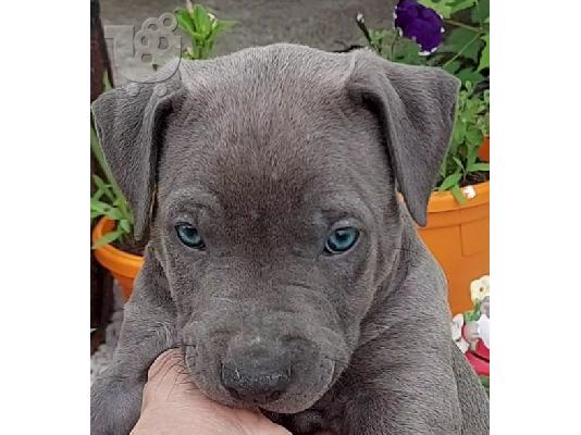 PoulaTo: Κουτάβια American Pit Bull Terrier