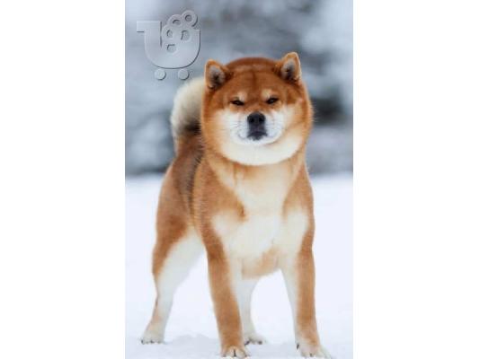 Shiba Inu κουτάβια
