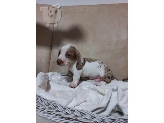 Merle Dachshund κουτάβια προς πώληση