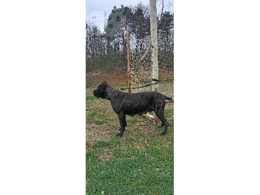 Cane Corso θηλυκός