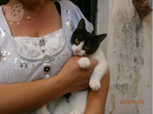 Γατακι χαριζεται