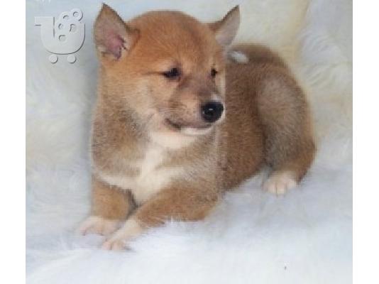 PoulaTo: Γοητευτικά κουτάβια Shiba Inu