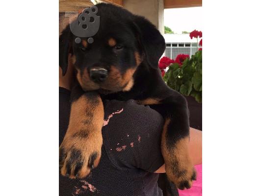 PoulaTo: Ειδικά μικρά κουτάβια Rottweiler