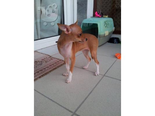 PoulaTo: Τσιουάουα