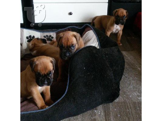 Boxer