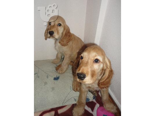 Cocker Spaniel  Κοκερ   Καθαροαιμα κουταβια