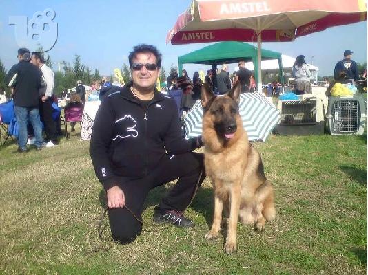 Γερμανικά ποιμενικα ... πανέμορφα κουταβάκια....