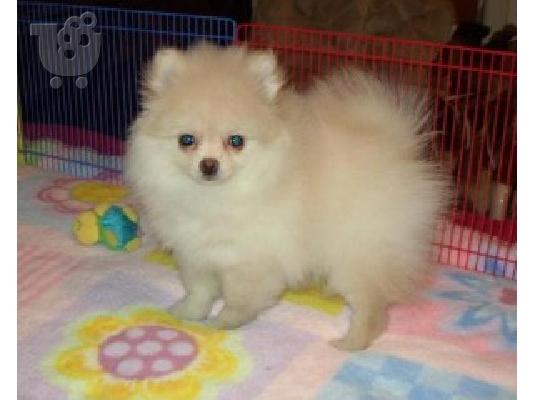 PoulaTo: Δύο φοβερό Pomeranian κουτάβια