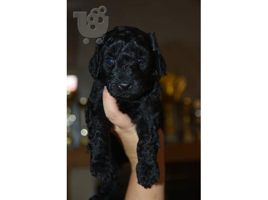 Γαλλικό TOY Poodle