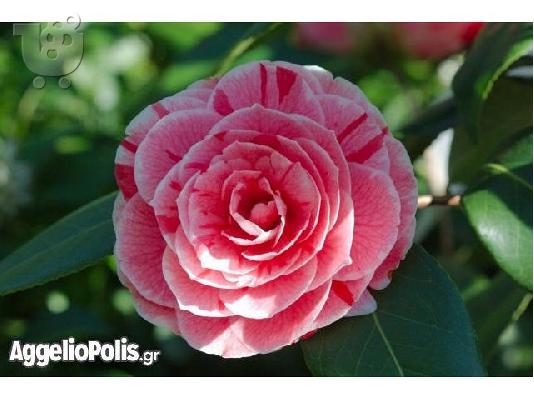 10 Σποροι Camellia Japonica Winter Rose