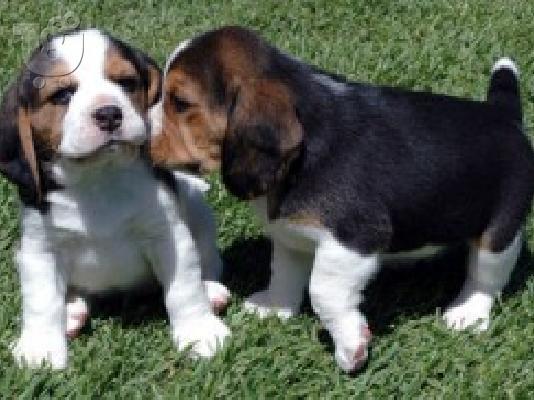 PoulaTo: Διαθέσιμα κουτάβια Beagle