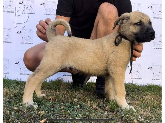 PoulaTo: Τουρκικό Kangal κουτάβια προς πώληση