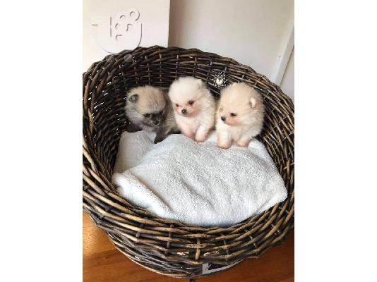 Πώληση Pomeranian σκύλοι και κουτάβια