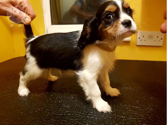 Έχω κουτάβια Cavalier King Charles Spaniel προς πώληση.