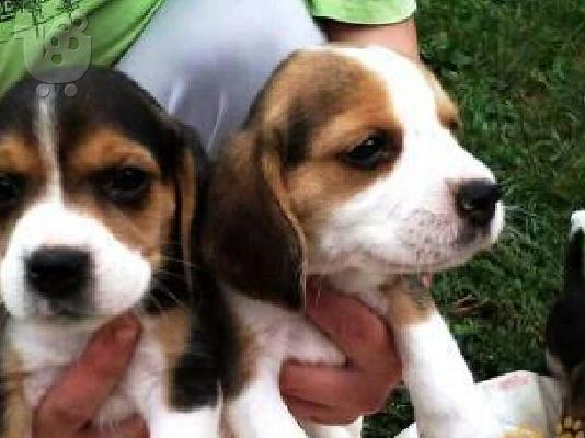 PoulaTo: ΜΠΙΓΚΛ