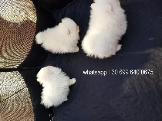 PoulaTo: hi, αξιολάτρευτο pomeranian κουτάβι για υιοθεσία