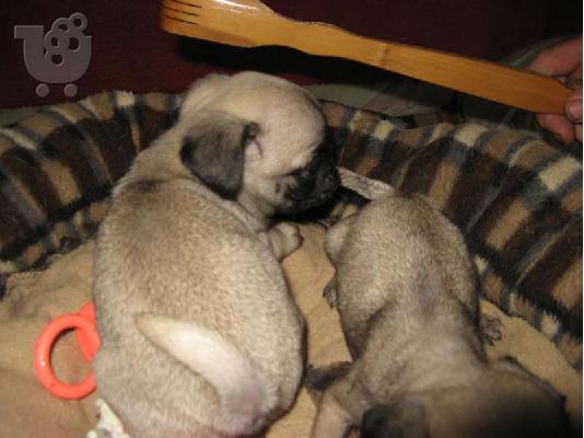 πώληση Pugs