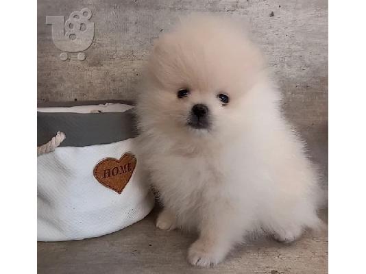 PoulaTo: Pomeranian mini