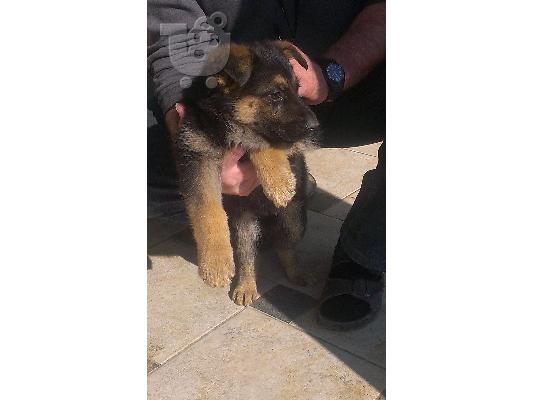 πωλουνται καθαροαιμα γερμανικα ποιμενικα