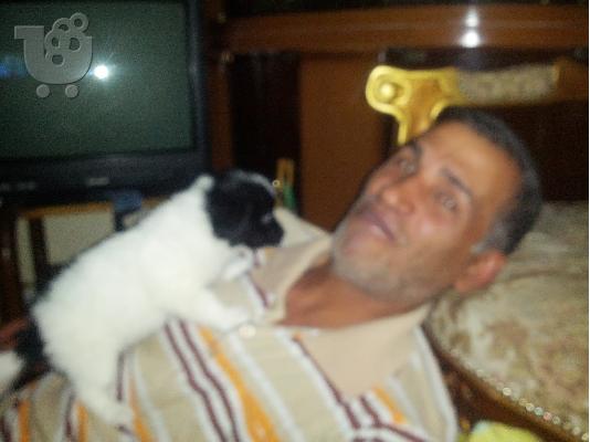 ουταβακια κανις μινι