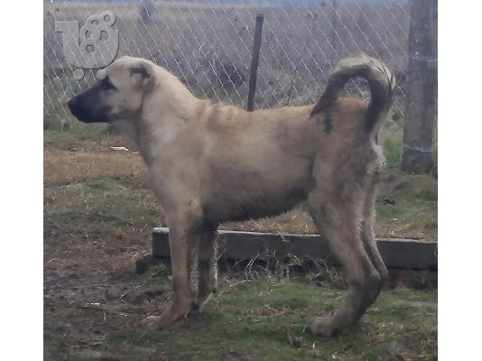 Turski kangal