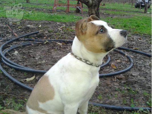 PoulaTo: PPIT BULL