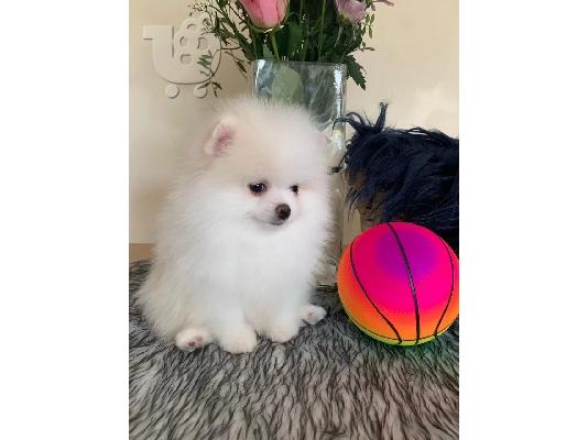 PoulaTo: όμορφα Pomeranian Puppies προς πώληση