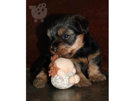 Μικρή Yorkie