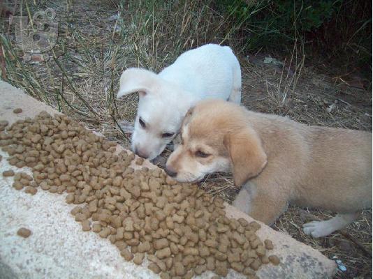 Κουταβακια 2μηνων αναζητουν οικογενειες