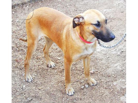 Μεγαλοσωμη σκυλιτσα χαριζεται