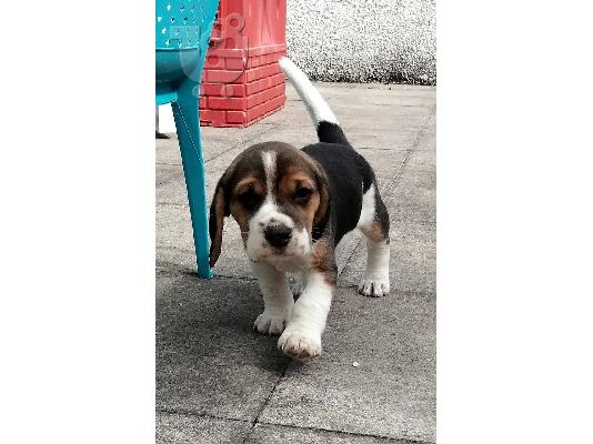 7 όμορφα εγγεγραμμένα Kc κουτάβια Beagle.