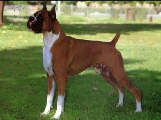 PoulaTo: Μποξερ καθαροαιμο κουταβακι