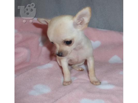 PoulaTo: Τσιουαουα τοϊ - Chihuahua toy