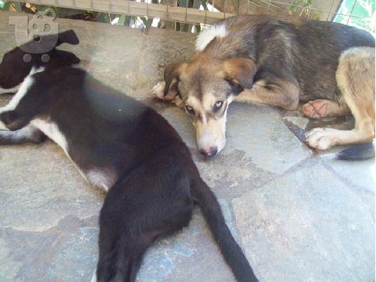 Νεαρα αγορακια ψαχνουν οικογενεια