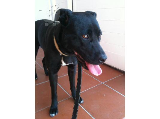 Κουκλα σκυλιτσα χαριζεται