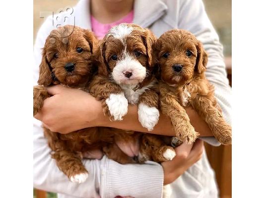 PoulaTo: KC reg κουτάβια CAVAPOO